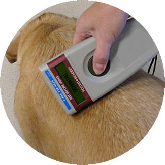 dog microchip registration