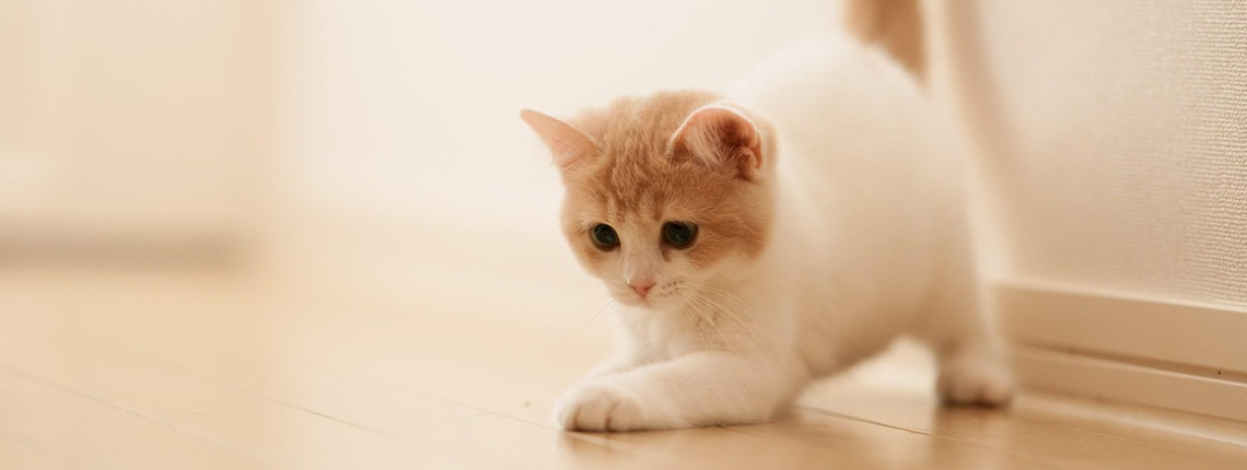 Cat shop chip registry