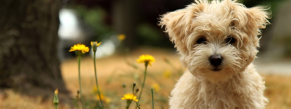 puppy microchip registration